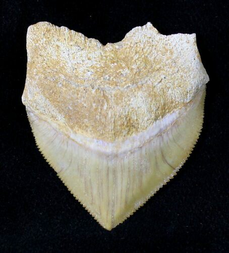 Large Squalicorax (Crow Shark) Fossil Tooth #19271